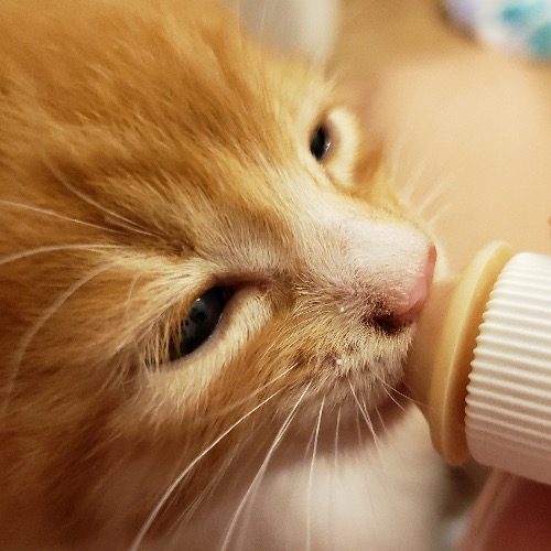 Join us for our virtual kitten shower April 9 and 10.
