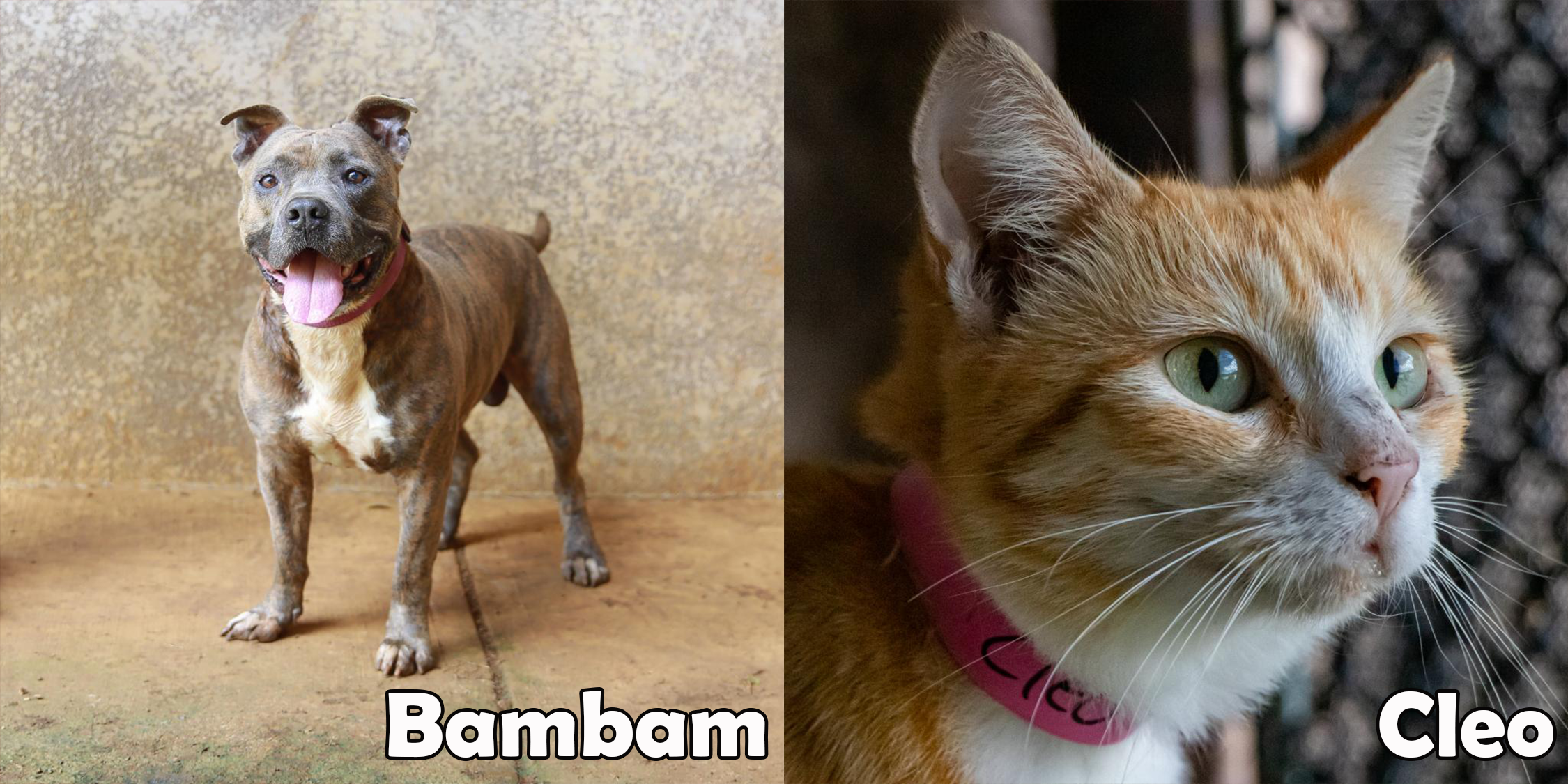 Cleo and Bambam are our two featured pets of the month.