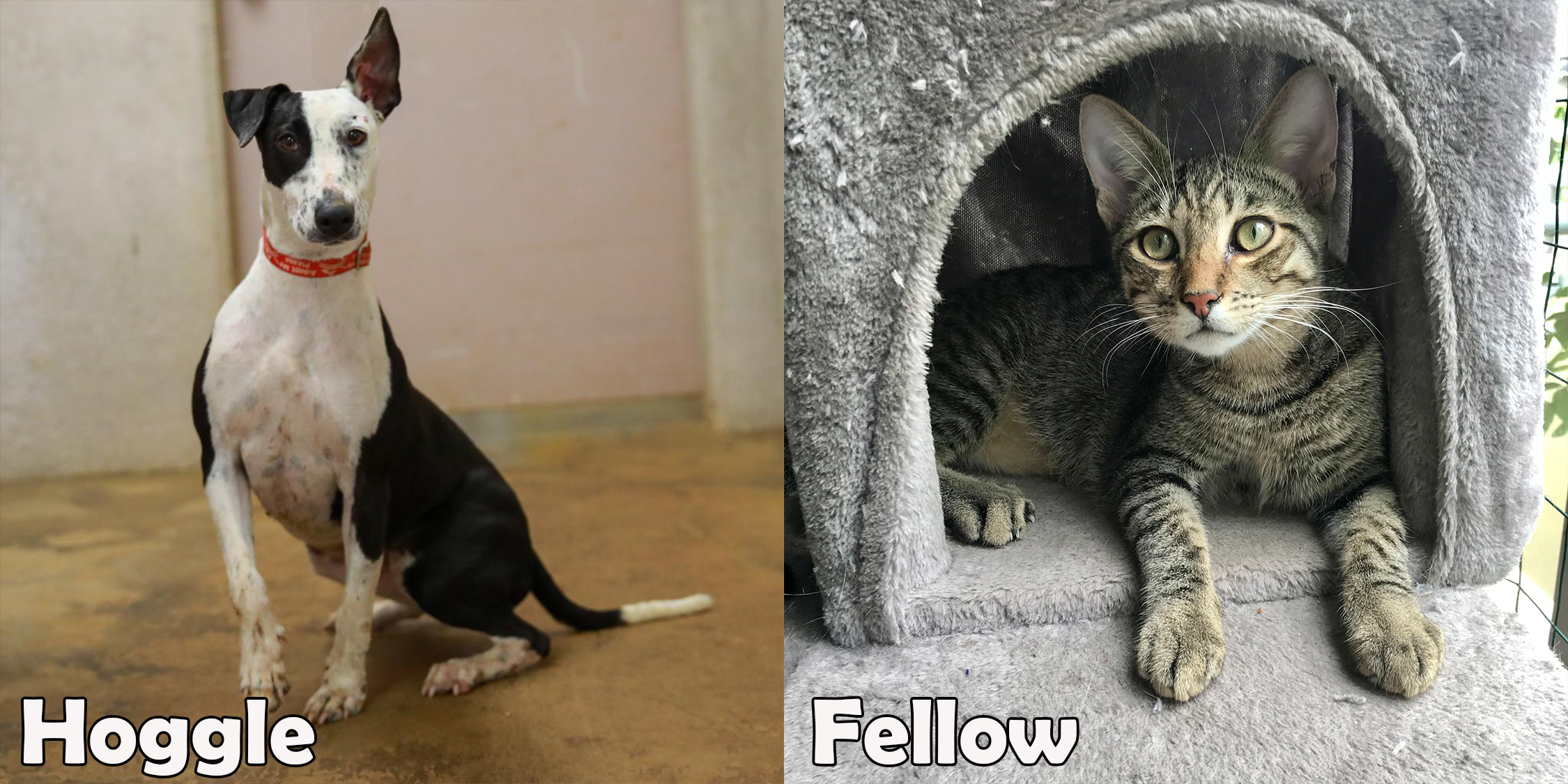 Hoggle and Fellow are our featured pets this month.