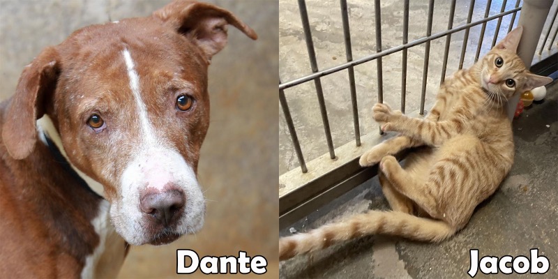 Dante and Jacob are our featured pets of the month.
