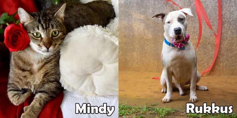 Mindy and Rukkus are our two featured pets of the month.