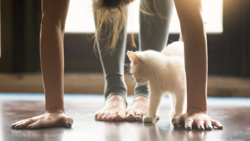 Join the Kauai Humane Society for virtual cat yoga!