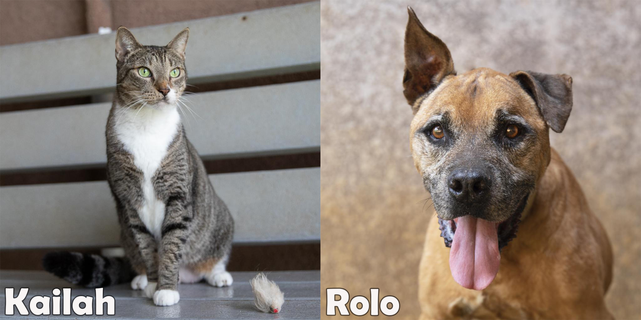 Featured Pets this month are Kailah and Rolo!