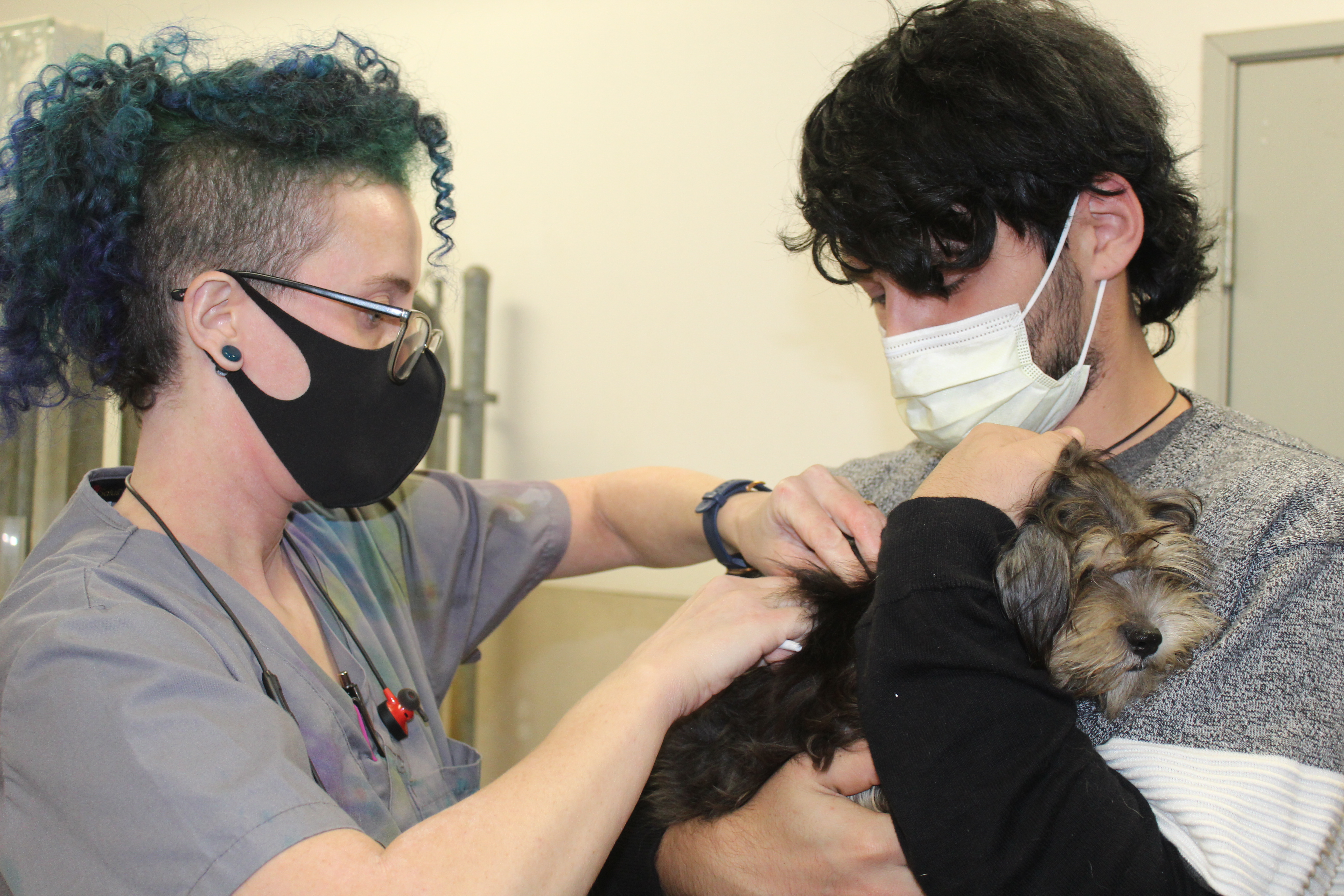 A dog receiving a vaccine.