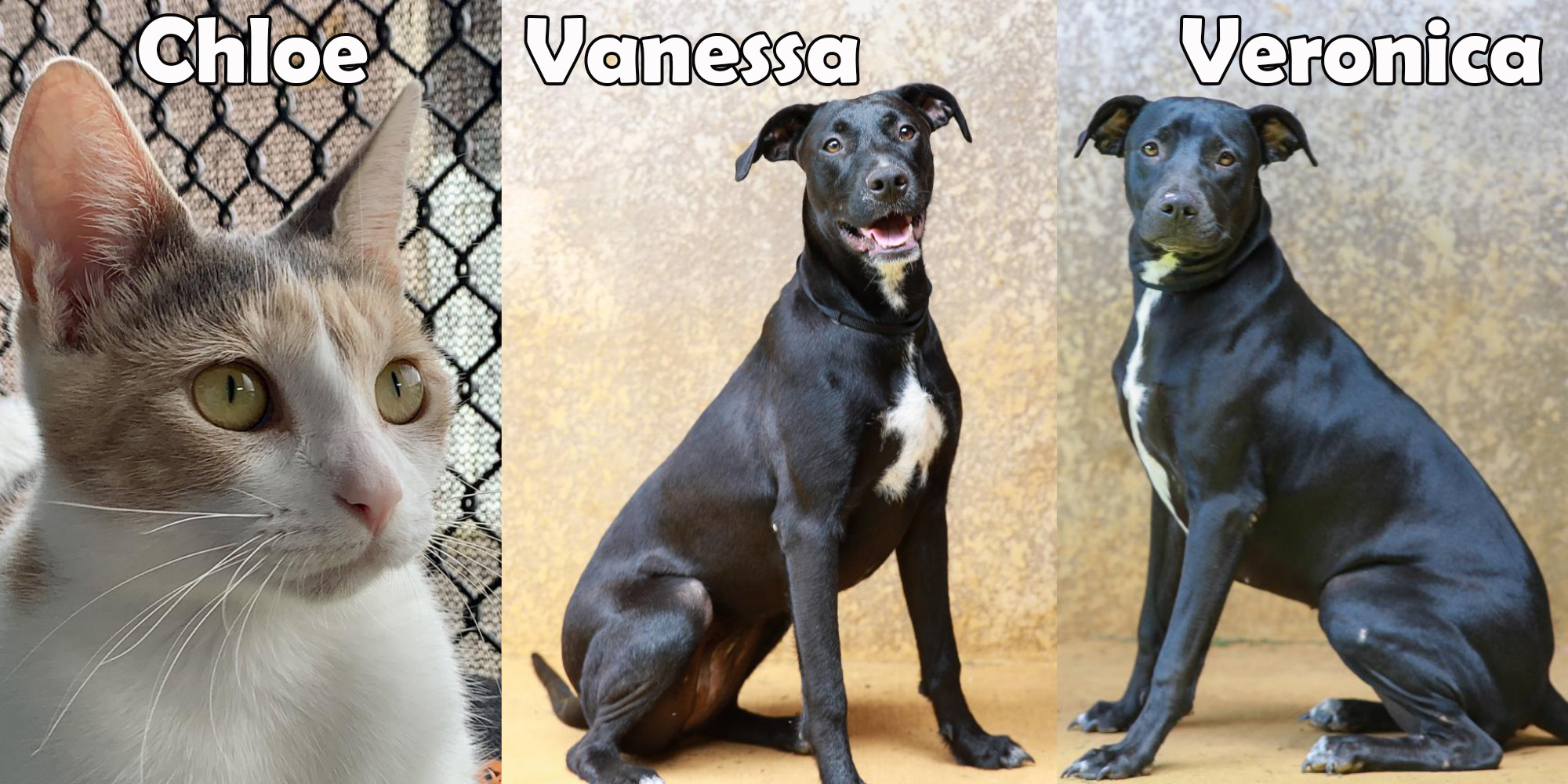 Chloe, Veronica and Vanessa are our featured pets this month.