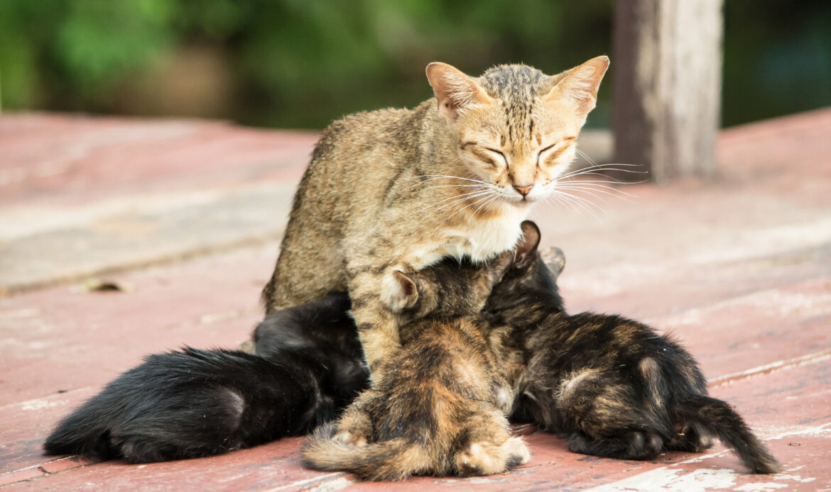 A mother cat nursing several kittens.