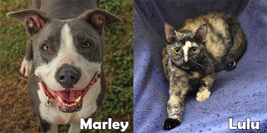 Marley and Lulu are our two featured pets of the month.