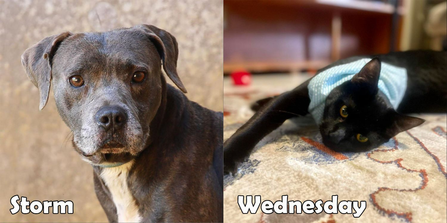 Storm and Wednesday are our featured pets of the month.