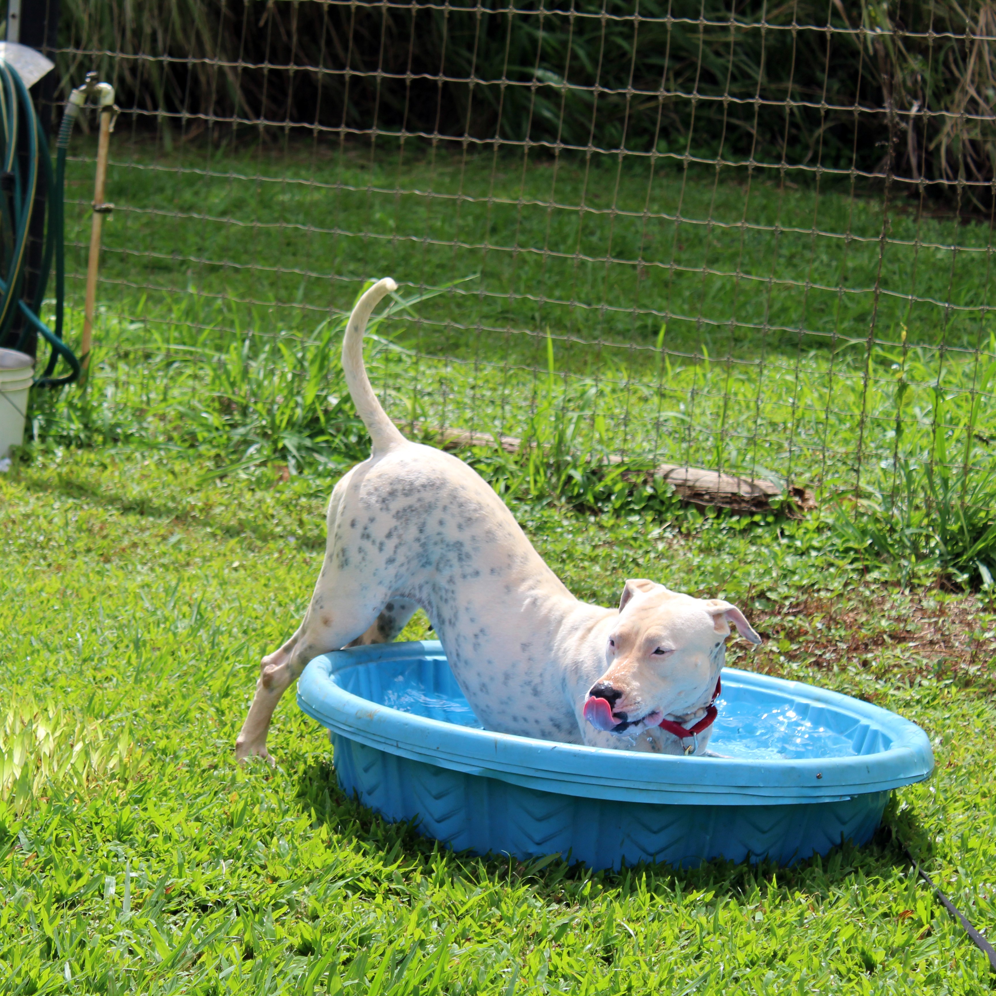Stella loves to play in the pool.
