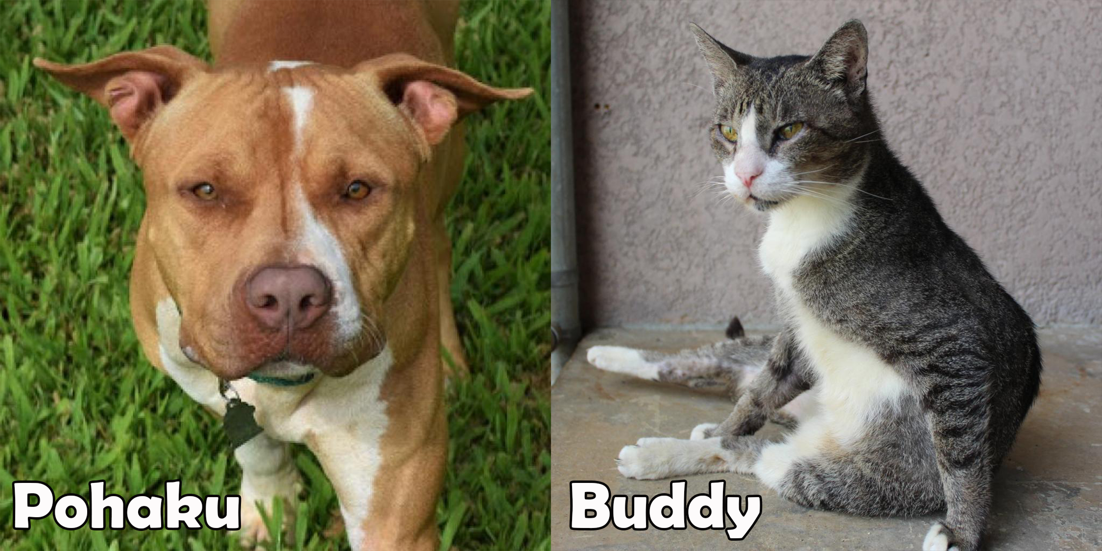 Pohaku and Buddy are our two featured pets of the month.