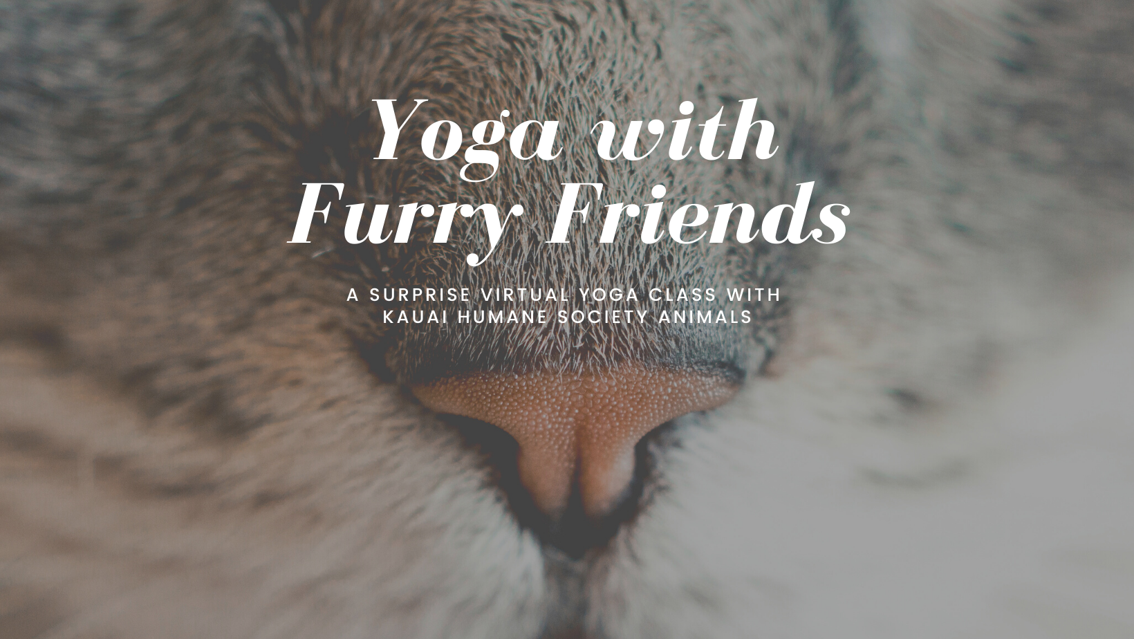 Join the Kauai Humane Society for virtual yoga!