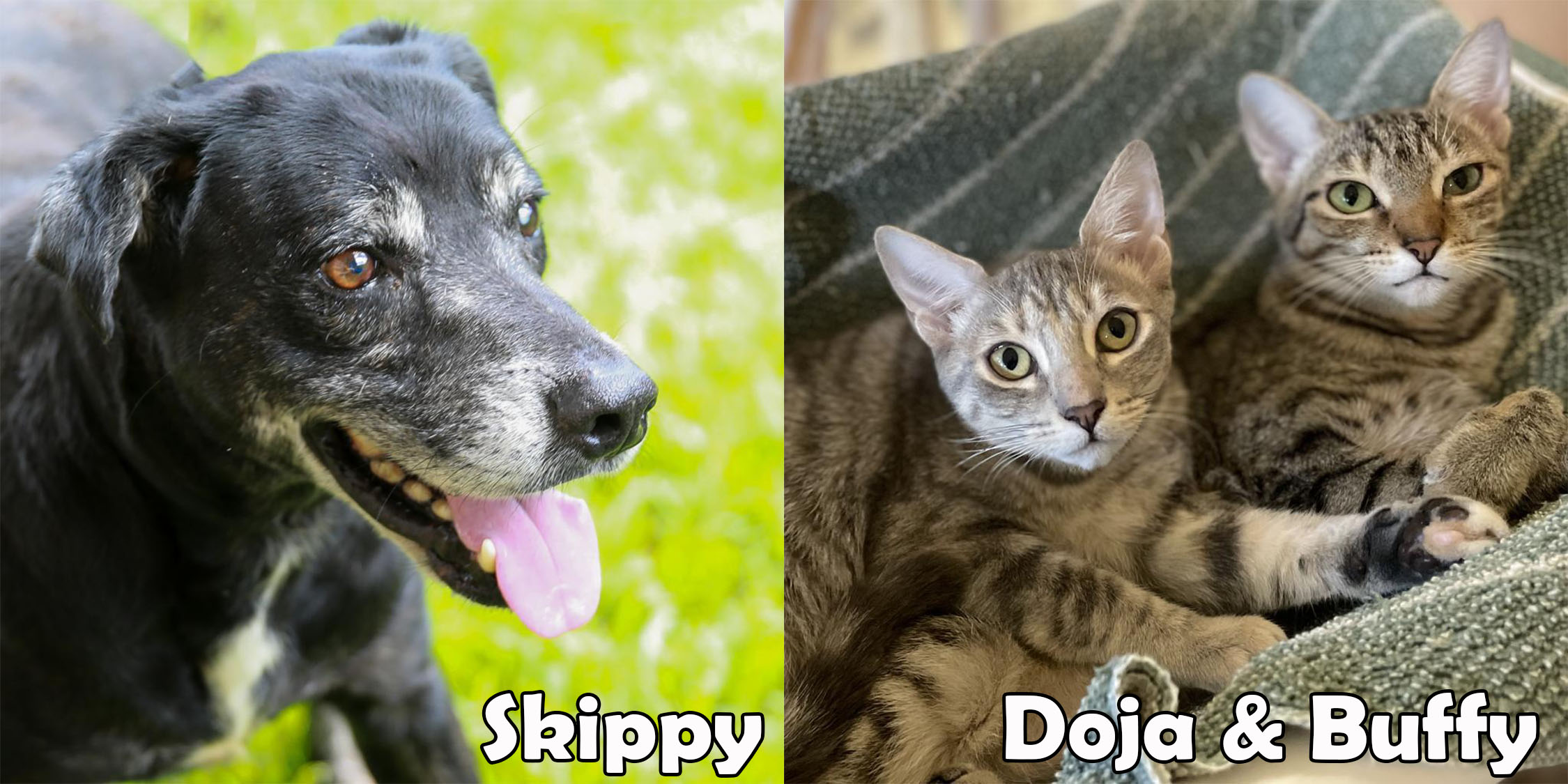 Skippy, Doja & Buffy are our featured pets of the month.