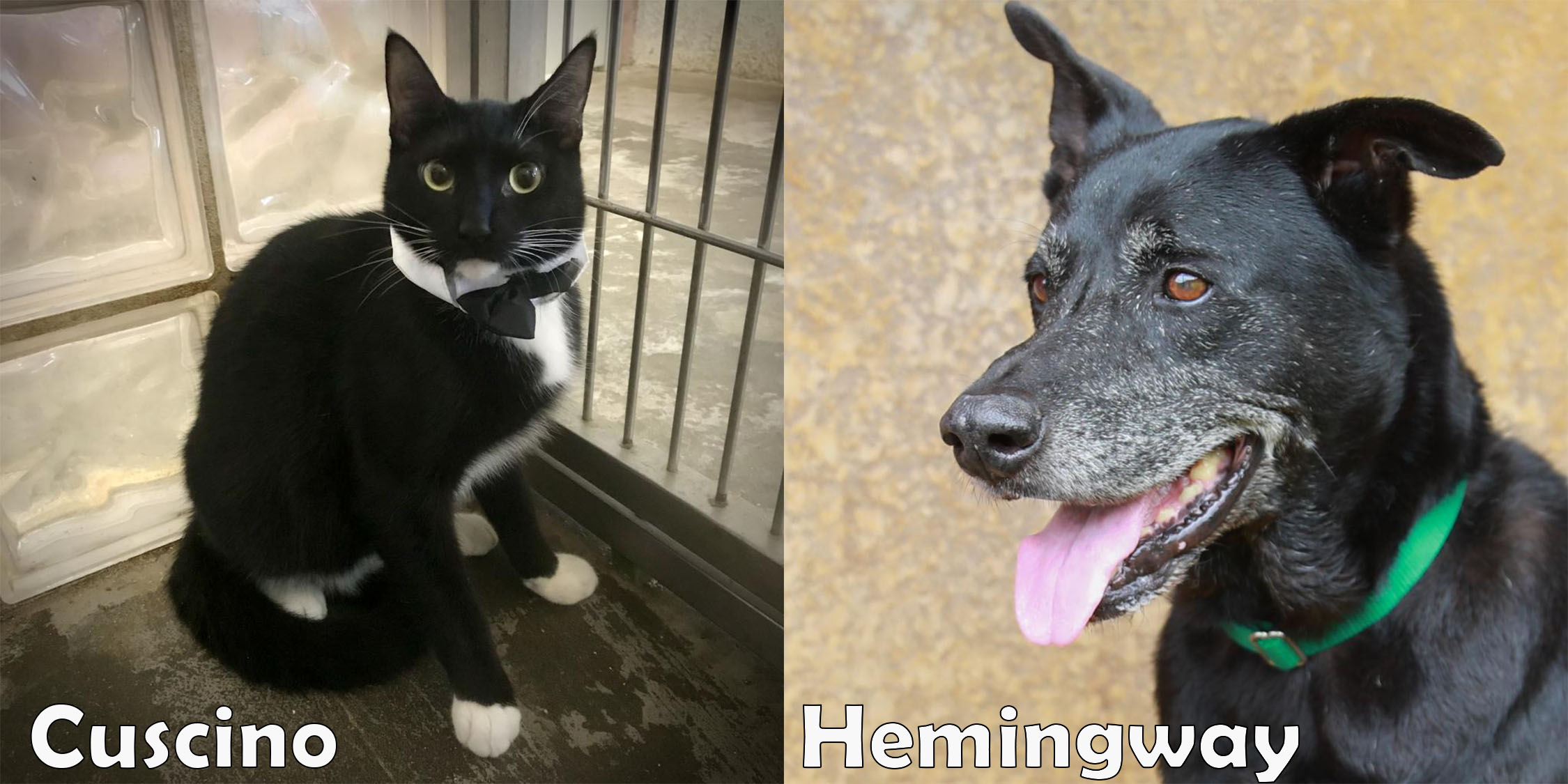 Cuscino and Hemingway are our two featured pets of the month.